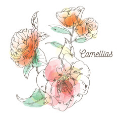 Camellias flower painting on white background