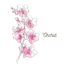 Pink orchid illustration on white background