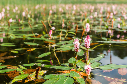 Longroot knotweed (persicaria amphibia) flowers on water surface.