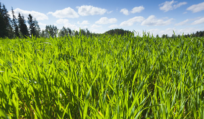 Fresh green grass grows on summer field