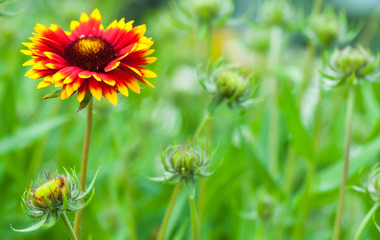 Gaillardia aristata, blanket flower, flowering plant