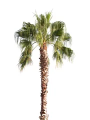 Door stickers Palm tree Palm tree isolated on white