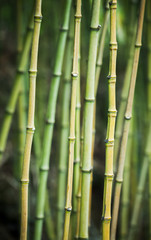 Green bamboo trunks, vertical background