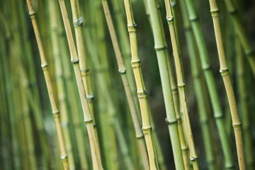 Green bamboo trunks, natural background