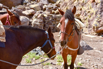 Horses near Glacier el Morad