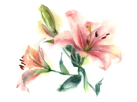 Watercolor painting of flowers. Pink Lily on a white background.