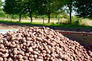 Kartoffeln - Ernte im September - Kartoffelernte 