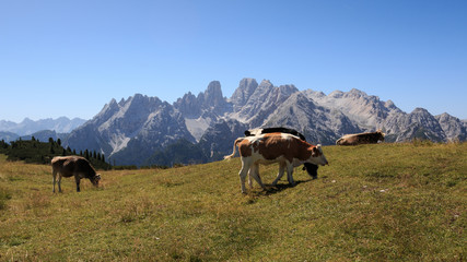 mucche al pascolo a Prato Piazza (Dolomiti). Sullo sfondo il monte Cristallo