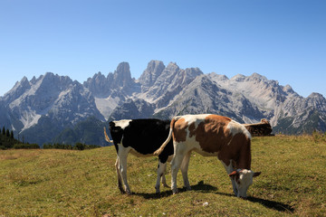Fototapeta na wymiar mucche al pascolo a Prato Piazza (Dolomiti). Sullo sfondo il monte Cristallo