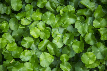 Green leaf background