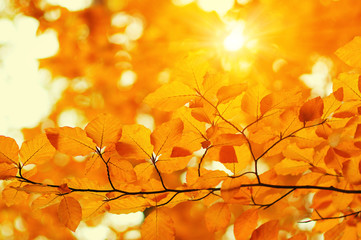 Autumn leaves on sun