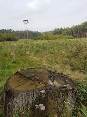Polana leśna © michalsen