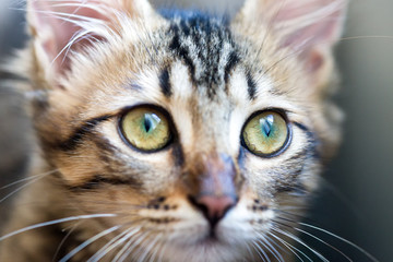 little striped kitten with green eyes closeup