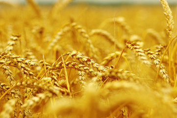  ears of wheat