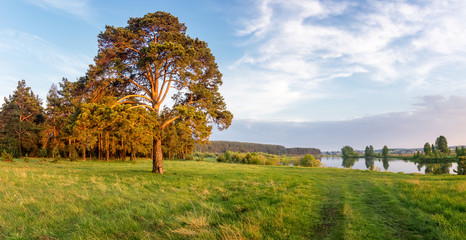 вечерний летний пейзаж с деревом на берегу реки,...