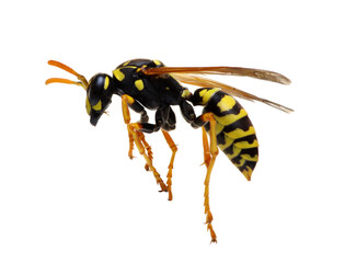 wasp isolated on white