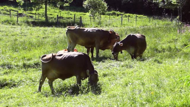 Cows on a pasture