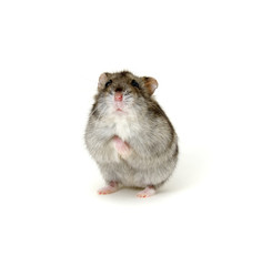 Dwarf hamster on white