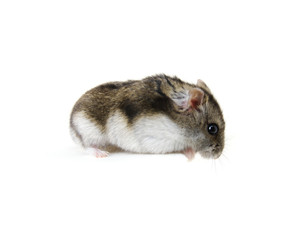 Dwarf hamster on white