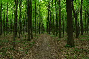 Trees in green forest