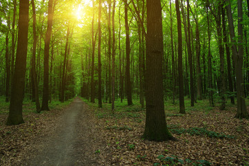 Fototapeta premium Forest with sunlight.