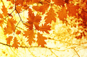  Autumn leaves  background.