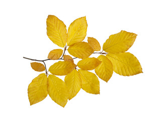  autumn leaves isolated on white