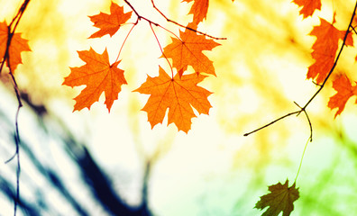 Naklejka na ściany i meble Autumn leaves and sun