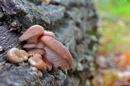 pleurotus cornucopiae mushroom