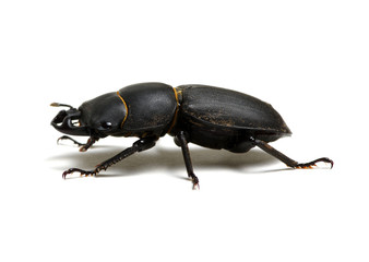 black beetle  on white