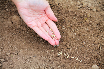 посев зерна