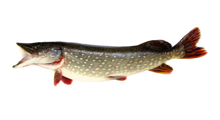  Pike isolated on white