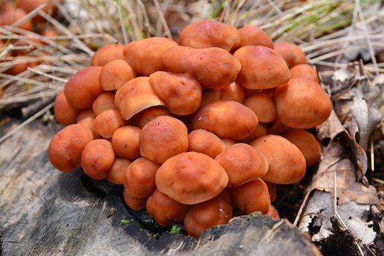 gymnopus fusipes mushroom