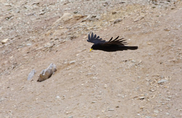 Flying chough