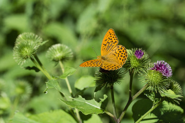 Argynnis paphia  - Butterfly silver pearl butterfly.