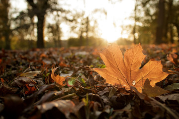 Fall leave on the ground