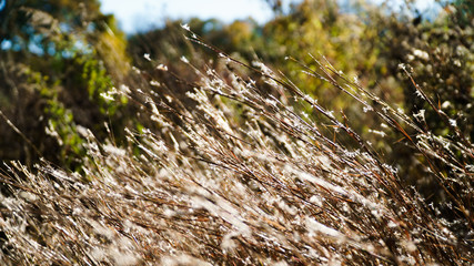 Weeds in the wind