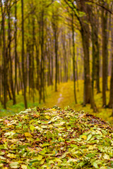 Fototapeta na wymiar Photo of orange autumn forest with leaves and road