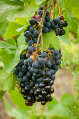 Grapes