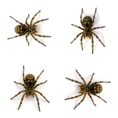 Photo of Lycosa singoriensis, black hair tarantulas isolated on white background