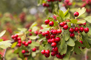 Red berries