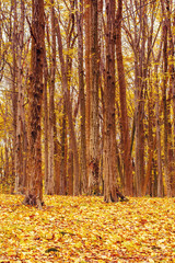 Photo of orange autumn forest with leaves
