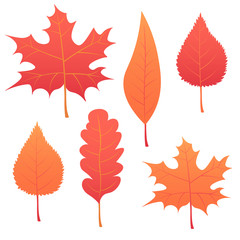 Collection beautiful colourful autumn leaves isolated on white background. vector illustration