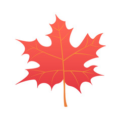 Collection beautiful colourful autumn leaves isolated on white background. vector illustration