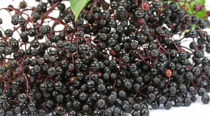 Holunderbeeren, Schwarzer Holunder, Sambucus nigra