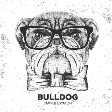 Hipster animal bulldog. Hand drawing Muzzle of animal dog