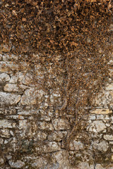 Antient stone wall with dried dead ivy climbing on it.