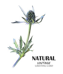 Feverweed plant drawn by hand with colored pencil. Tropical plant. Botanical natural collection, isolated illustration on white