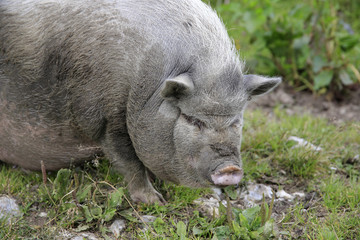 H&auml;ngebauchschwein (auch Vietnamesisches H&auml;ngebauchschwein) 