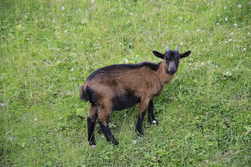 Bunte Deutsche Edelziege, Hausziege
